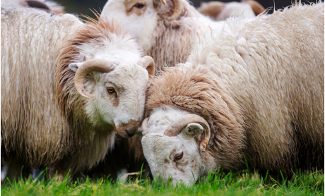 Welsh Mountain Sheep Society