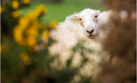 Welsh Mountain Sheep Society