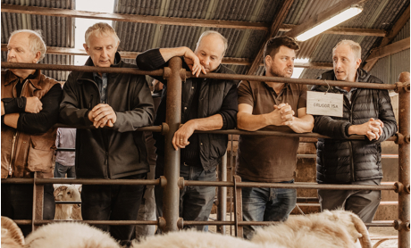 Welsh Mountain Sheep Society