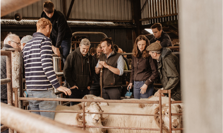 Welsh Mountain Sheep Society