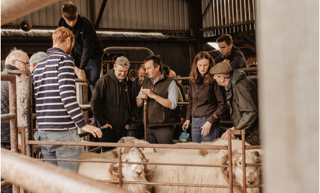 Welsh Mountain Sheep Society