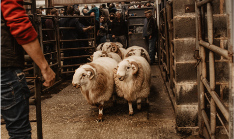 Welsh Mountain Sheep Society