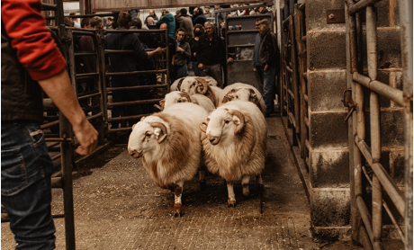 Welsh Mountain Sheep Society