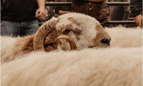 Welsh Mountain Sheep Society