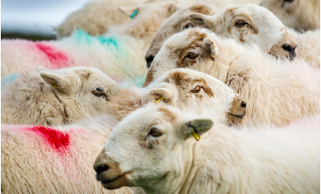 Welsh Mountain Sheep Society